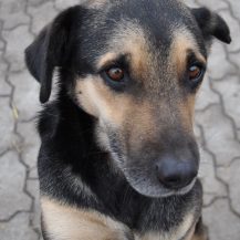 Patenhund Ozzy mit Hundepatin Gaby Müller