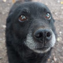 Patenhund Rexi mit Hundepate Christian Fix