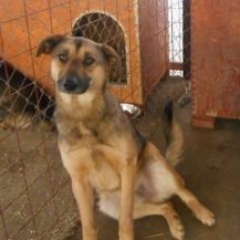 Patenhund Skippy mit Hundepatin Nicole Becker