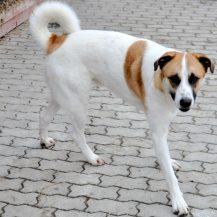 Patenhund Teddy mit Hundepatin Ingrid Stöhr