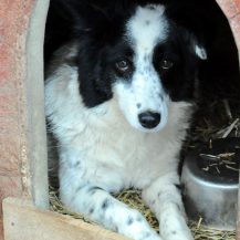 Patenhund Tosca mit Hundepatin Andrea Küsters