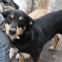 Patenhund Trust mit Hundepatin Nicole Becker