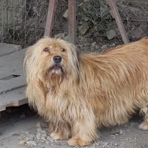 Patenhund Zara mit Hundepatin Angelika Irion