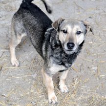 Patenhund Zigo mit Hundepatin Claudia Verdun