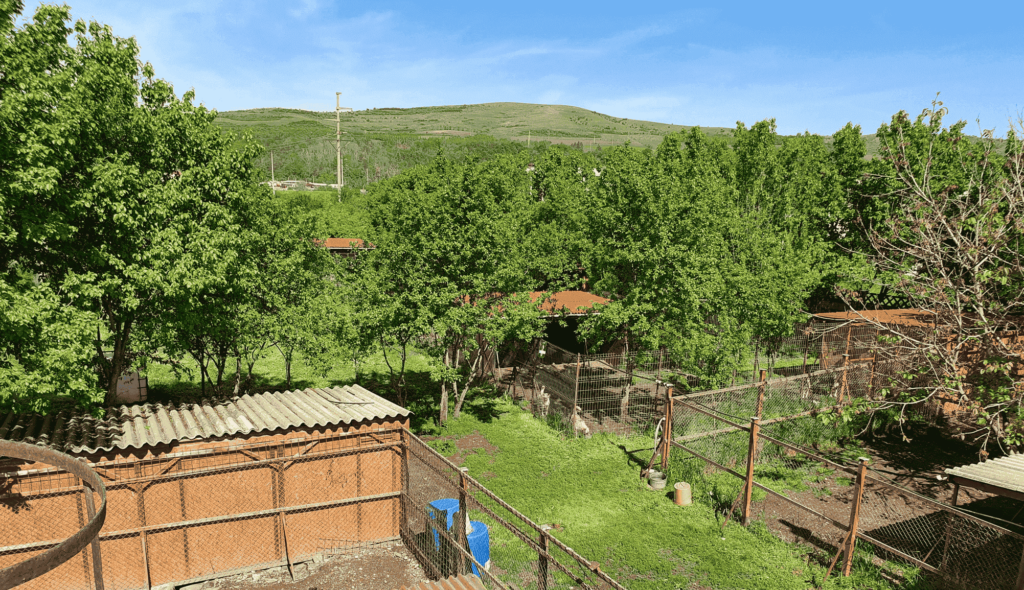 Das Team von New Home for Strays e.V.